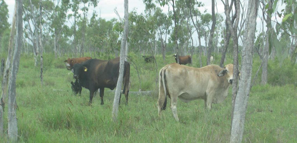 The missing cattle. The missing cattle.